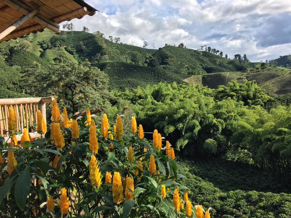 A coffee estate in Chinchina, in Colombia's Zona Cafetera